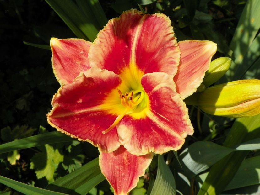 4 iul (36) - Hemerocallis 2019