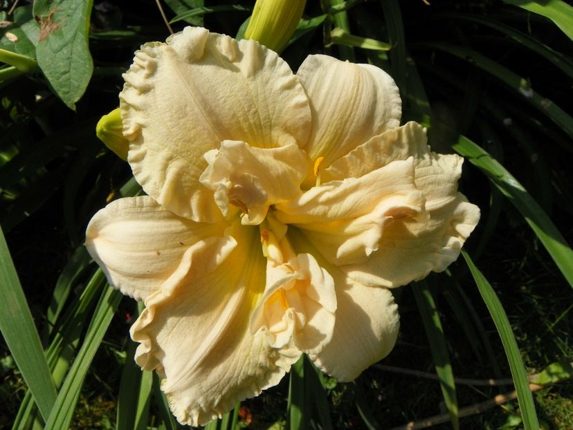 4 iul (38) - Hemerocallis 2019