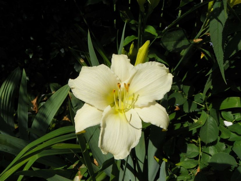 4 iul (39) - Hemerocallis 2019