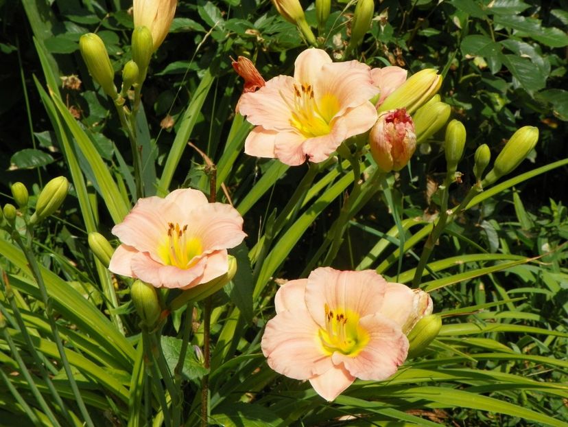 4 iul (41) - Hemerocallis 2019