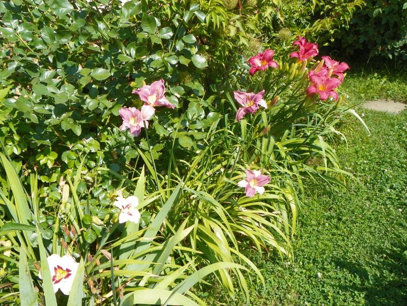 4 iul (69) - Gradina 2019