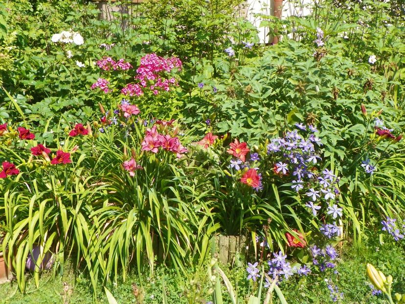 4 iul (77) - Gradina 2019