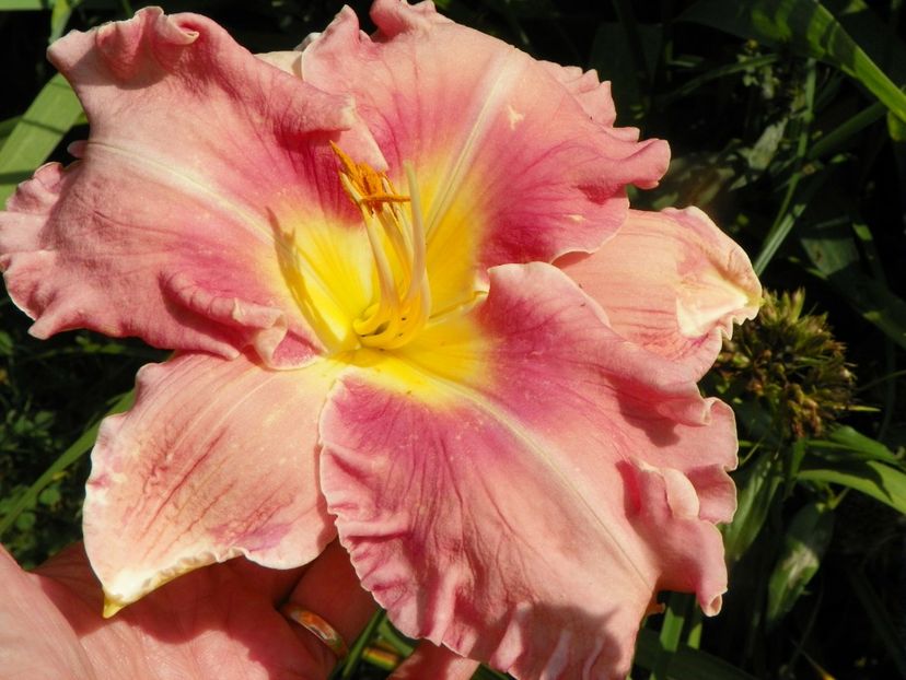 4 iul (42) - Hemerocallis 2019