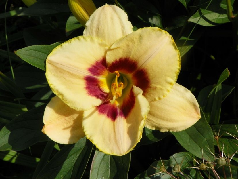 4 iul (43) - Hemerocallis 2019