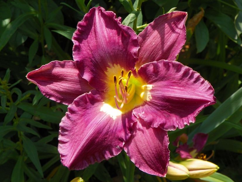 4 iul (44) - Hemerocallis 2019