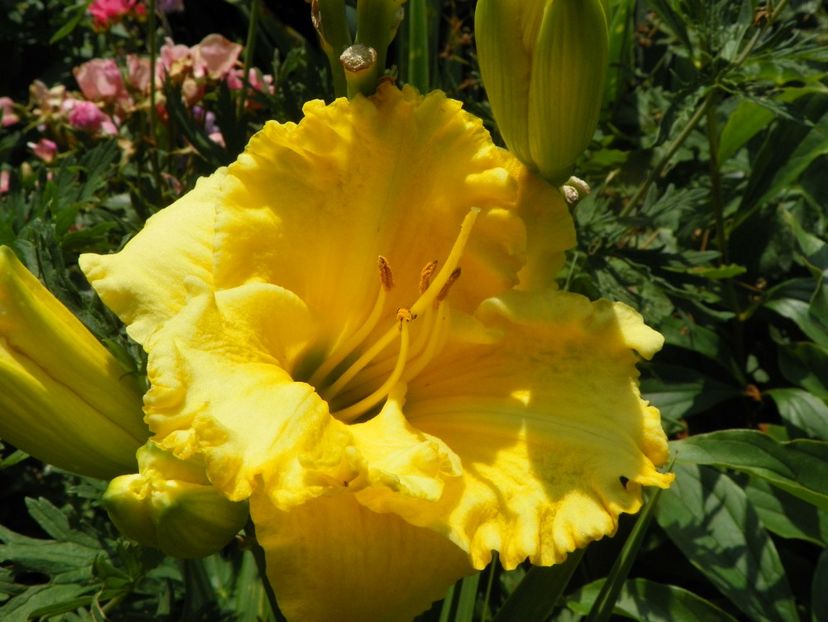 4 iul (47) - Hemerocallis 2019