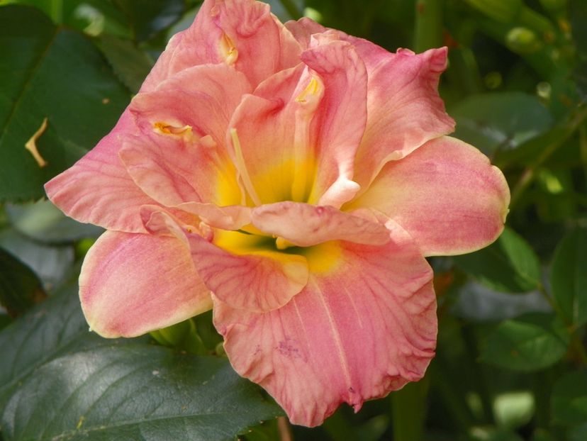 4 iul (48) - Hemerocallis 2019
