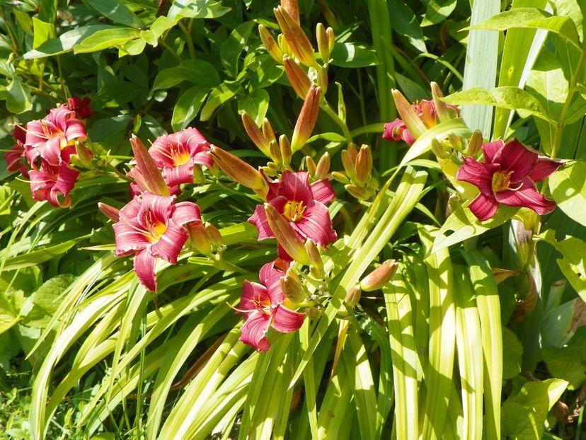 4 iul (49) - Hemerocallis 2019