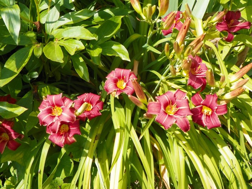 4 iul (50) - Hemerocallis 2019