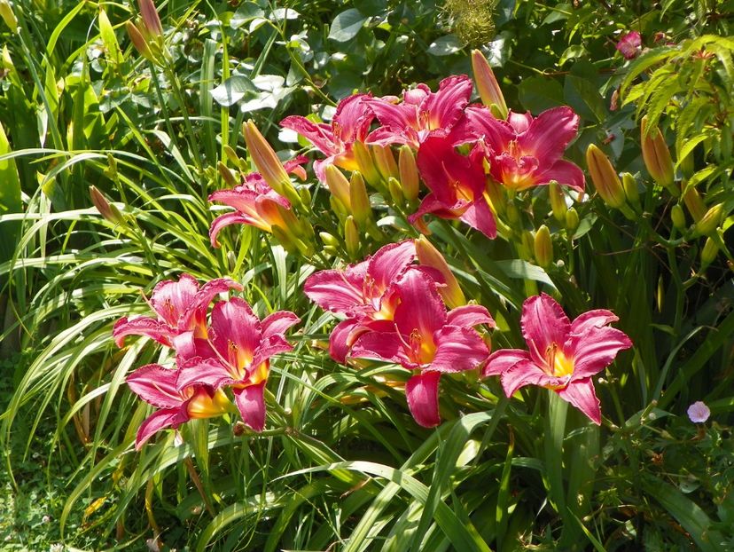 4 iul (54) - Hemerocallis 2019