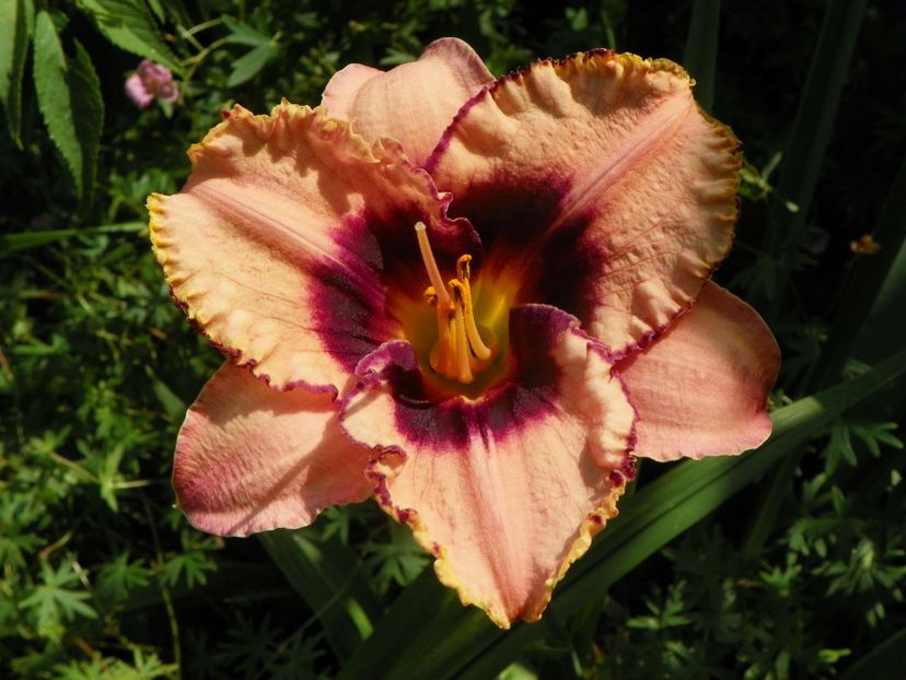 4 iul (55) - Hemerocallis 2019