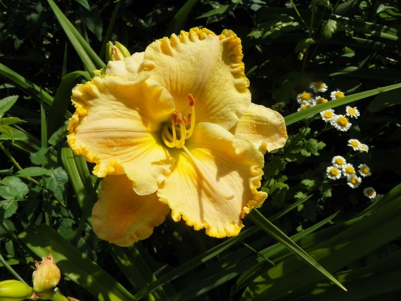 4 iul (60) - Hemerocallis 2019