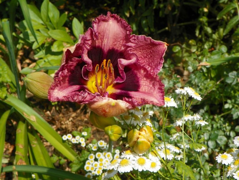 4 iul (62) - Hemerocallis 2019
