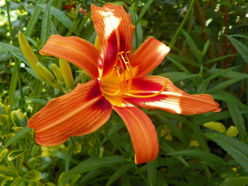 4 iul (64) - Hemerocallis 2019