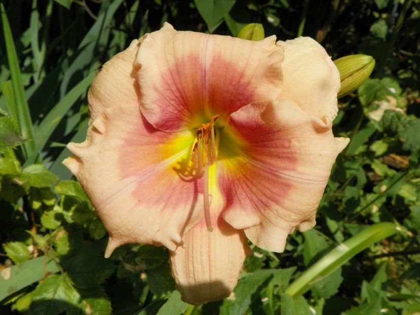 4 iul (65) - Hemerocallis 2019