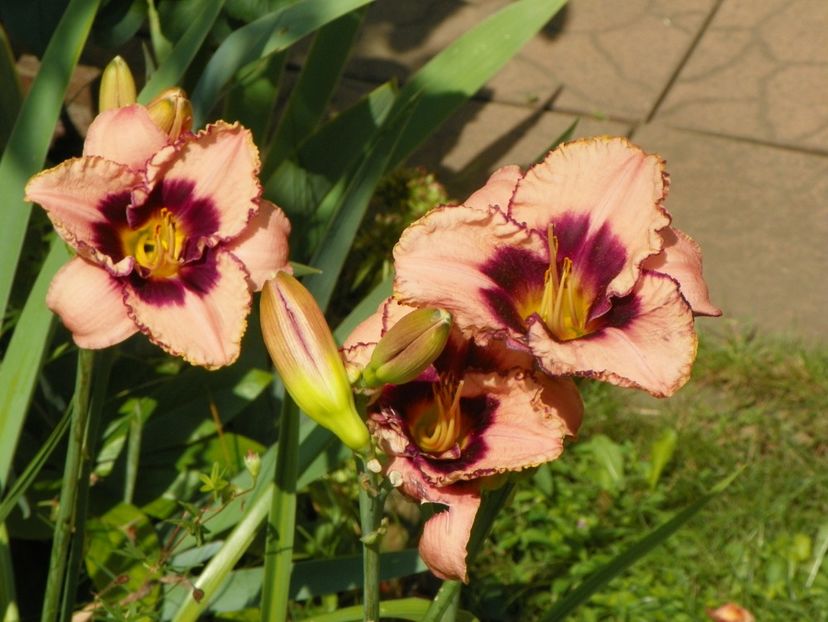 4 iul (66) - Hemerocallis 2019
