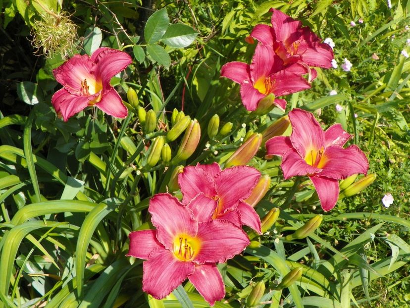 4 iul (67) - Hemerocallis 2019