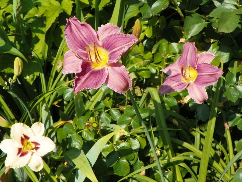 4 iul (68) - Hemerocallis 2019