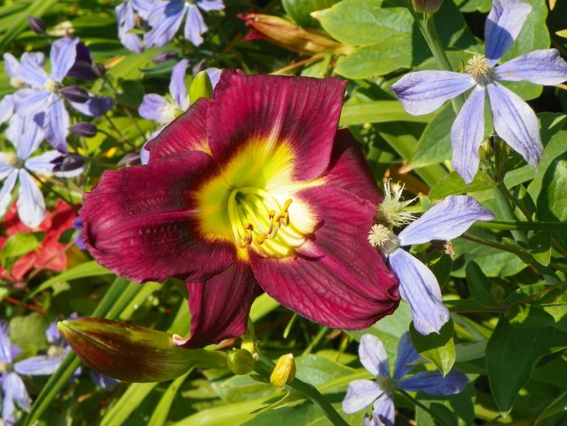 4 iul (70) - Hemerocallis 2019