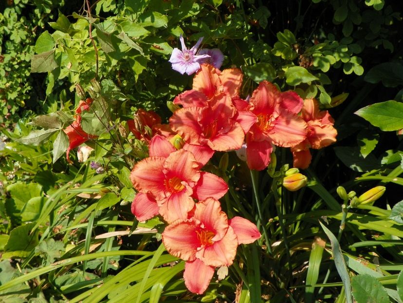 4 iul (72) - Hemerocallis 2019