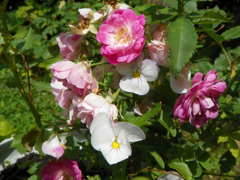 4 iul (53) - Trandafiri 2019