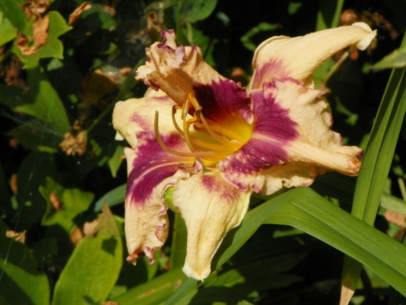 4 iul (73) - Hemerocallis 2019