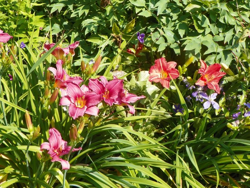 4 iul (75) - Hemerocallis 2019