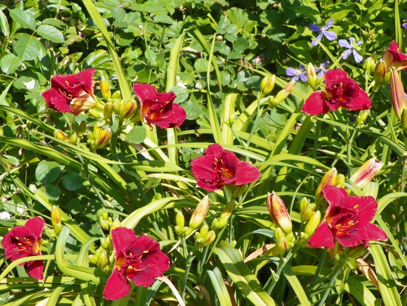 4 iul (76) - Hemerocallis 2019