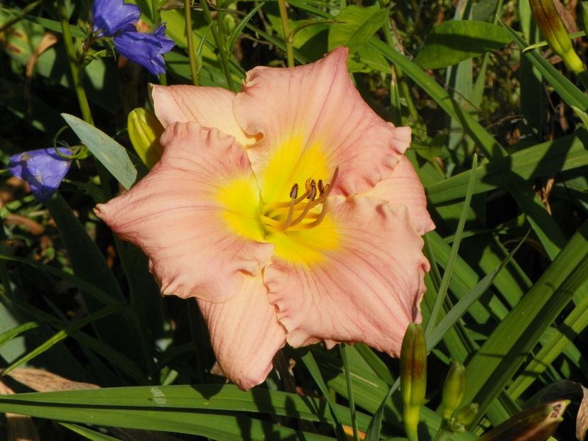 4 iul (78) - Hemerocallis 2019
