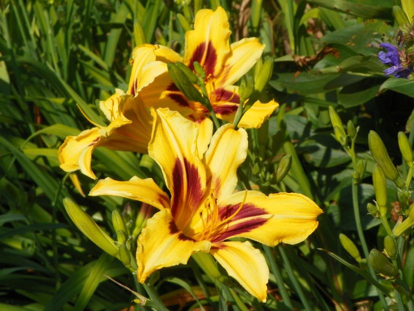 4 iul (79) - Hemerocallis 2019