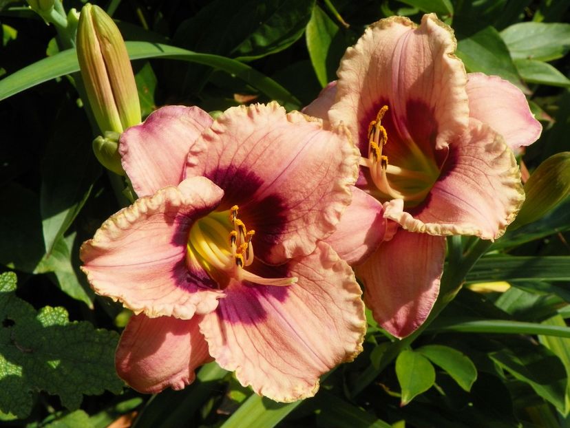 4 iul (80) - Hemerocallis 2019