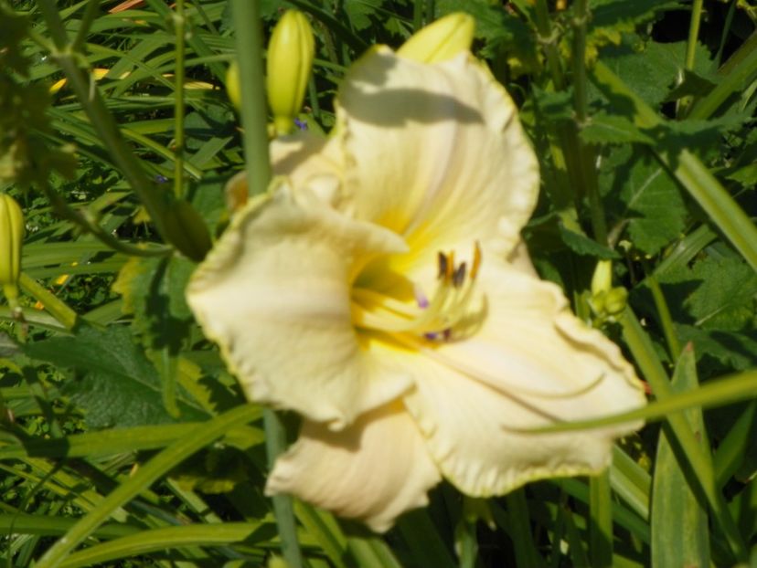 4 iul (83) - Hemerocallis 2019