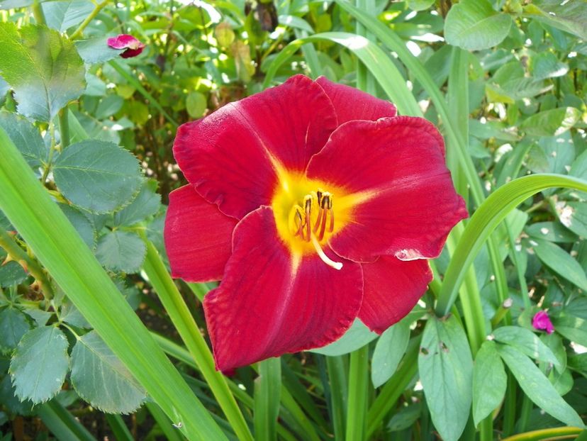4 iul (84) - Hemerocallis 2019