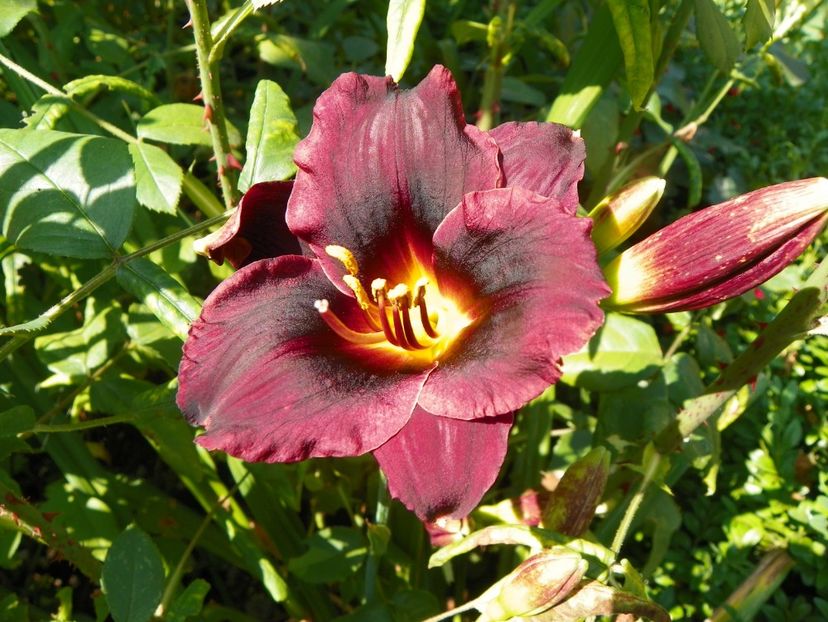 4 iul (85) - Hemerocallis 2019