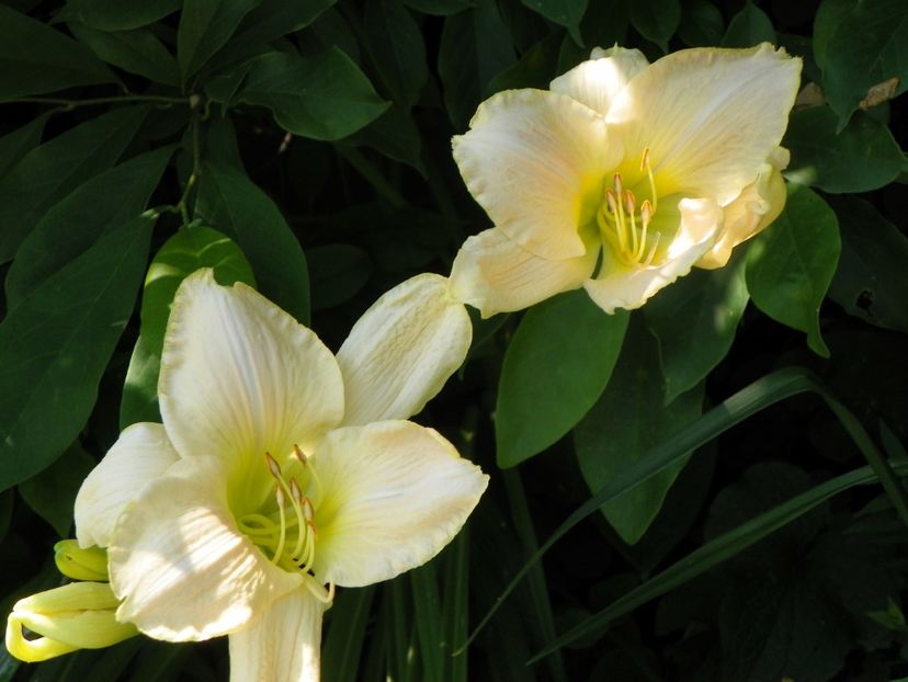 4 iul (86) - Hemerocallis 2019