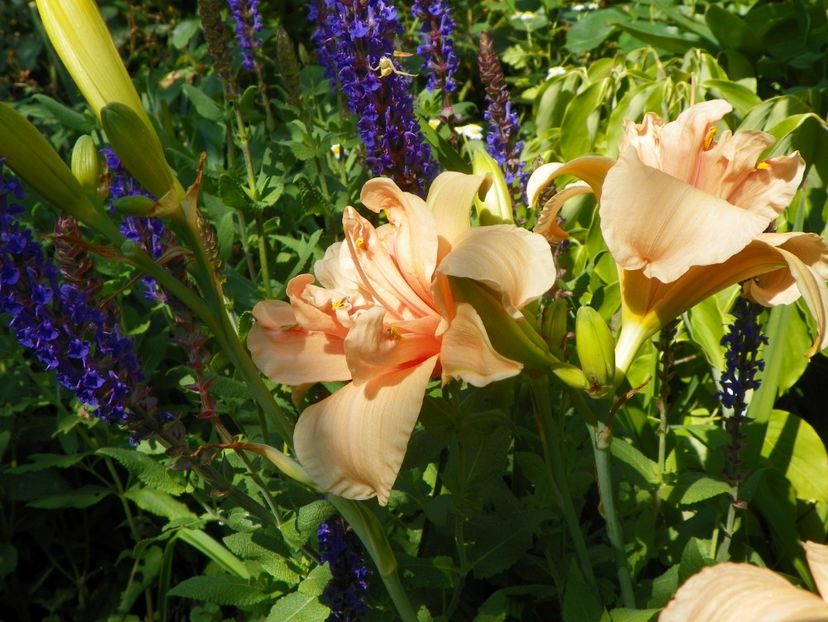 4 iul (90) - Hemerocallis 2019