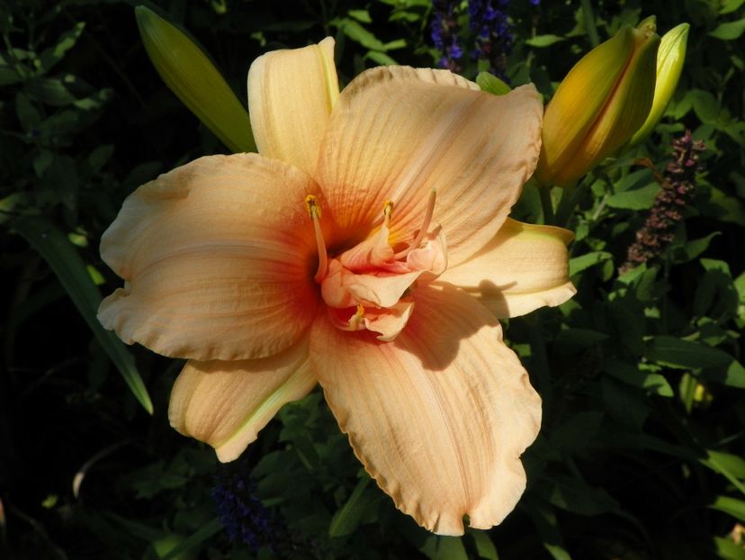 4 iul (91) - Hemerocallis 2019