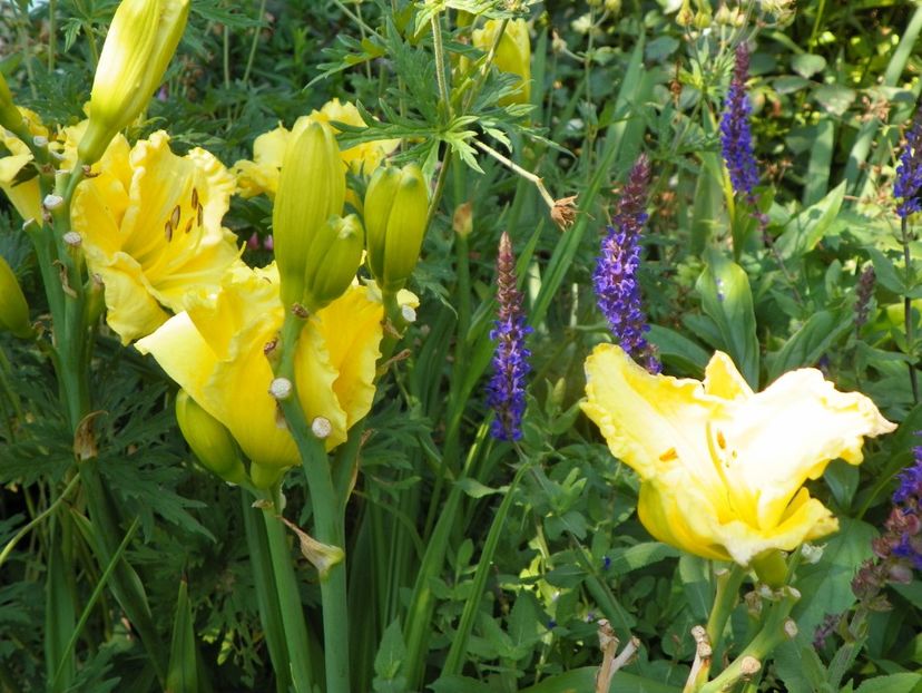 4 iul (92) - Hemerocallis 2019