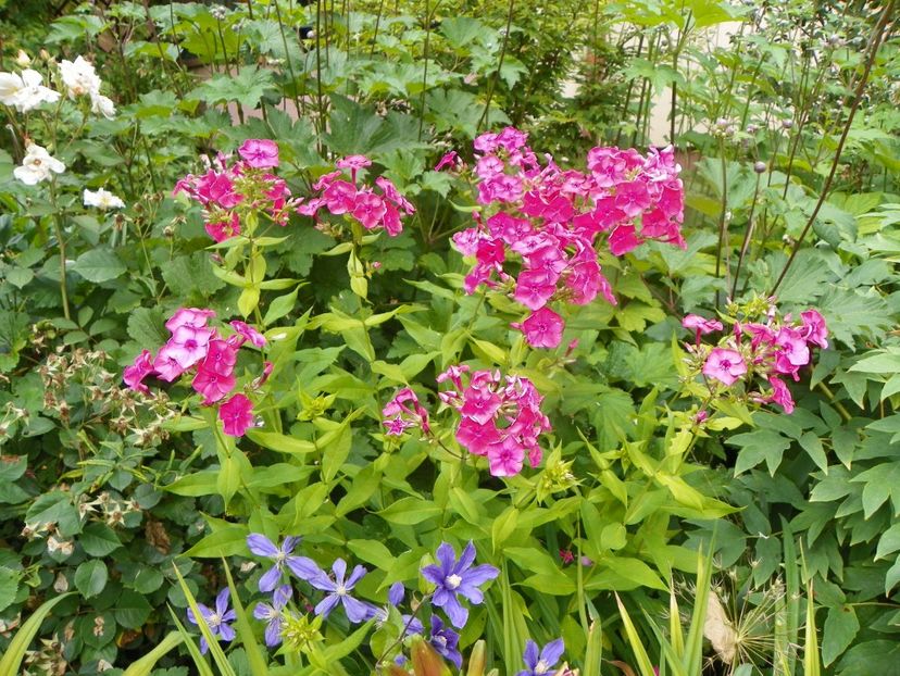 4 iul (8) - Phlox 2019