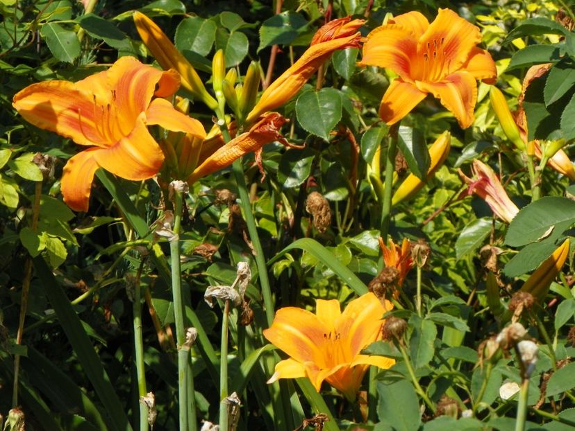 4 iul (93) - Hemerocallis 2019