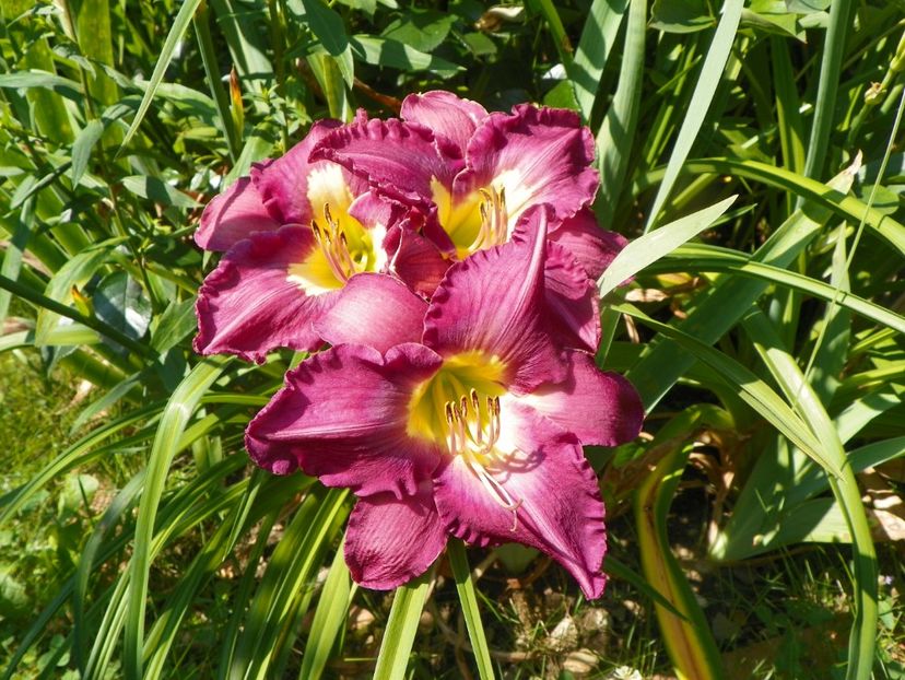 4 iul (94) - Hemerocallis 2019