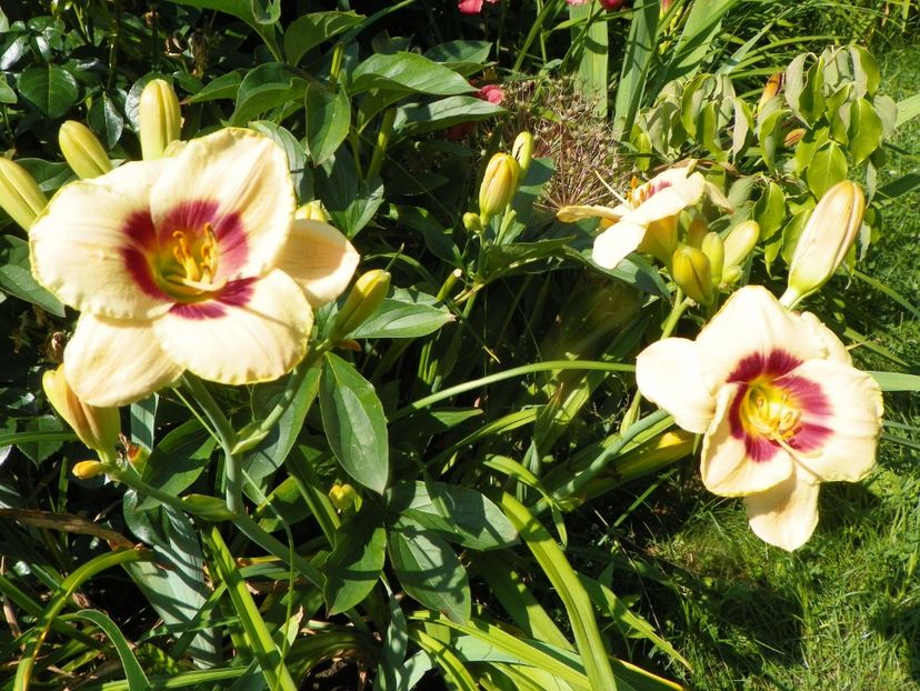4 iul (95) - Hemerocallis 2019
