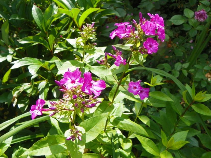 4 iul (27) - Phlox 2019