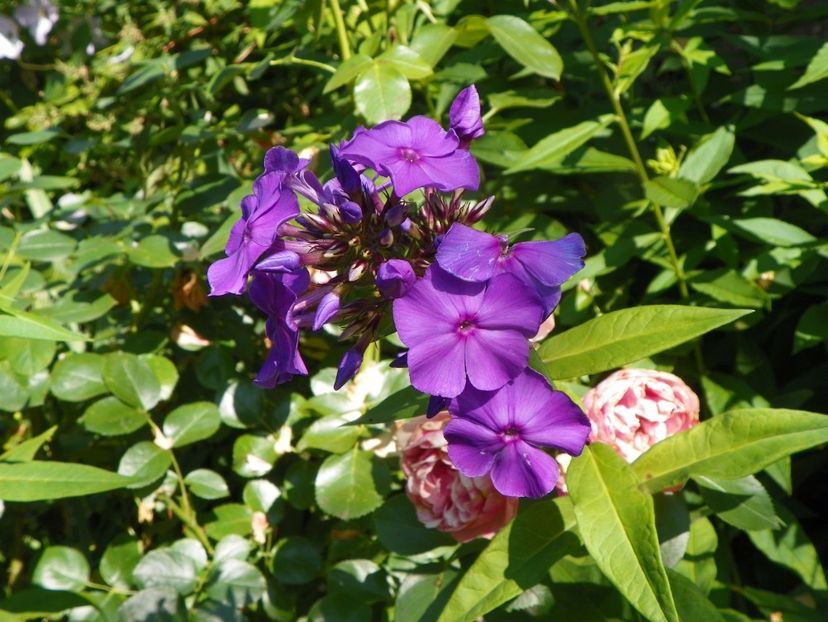 4 iul (120) - Phlox 2019