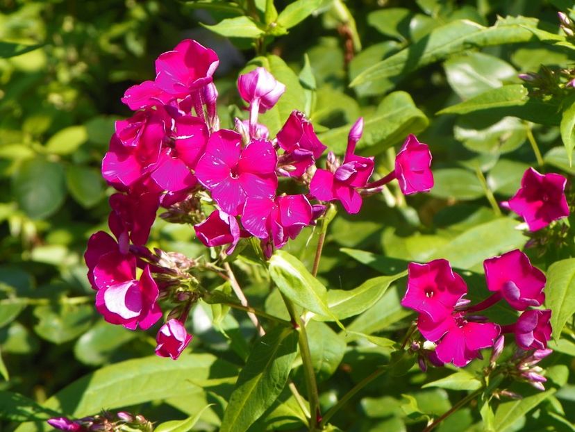 4 iul (121) - Phlox 2019