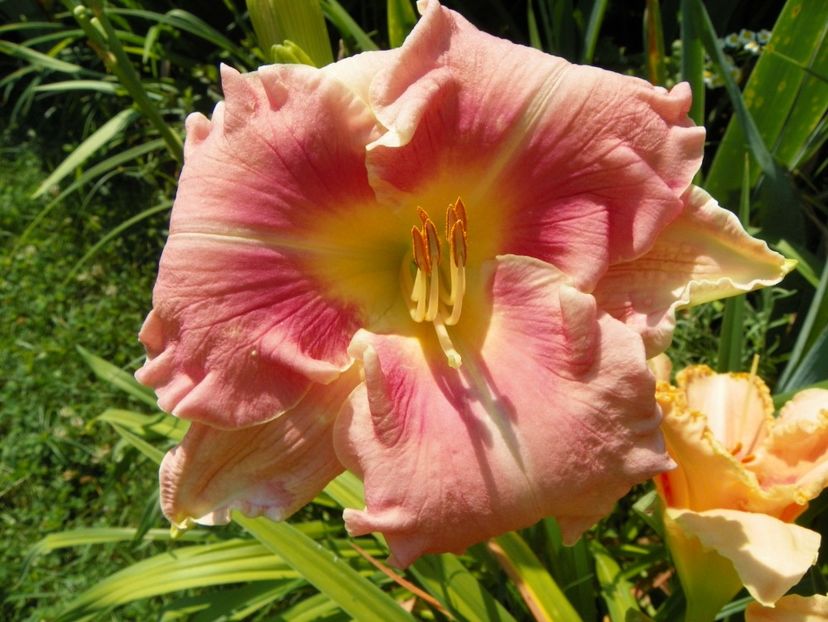 4 iul (98) - Hemerocallis 2019