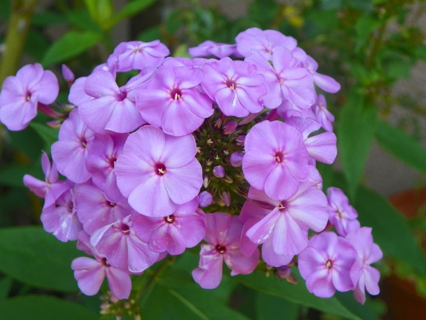 4 iul (122) - Phlox 2019