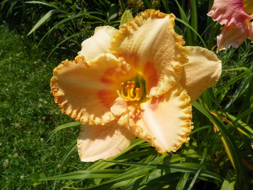 4 iul (99) - Hemerocallis 2019