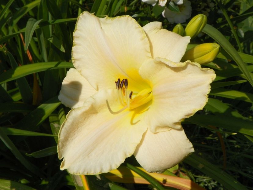 4 iul (100) - Hemerocallis 2019