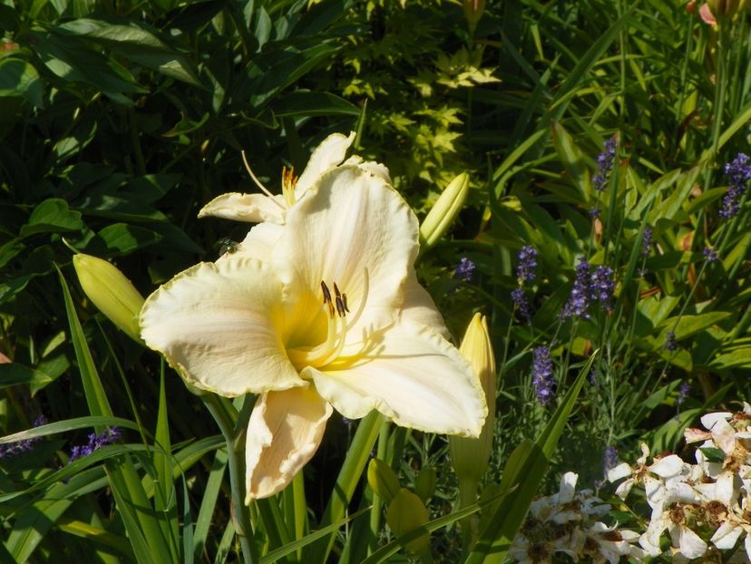 4 iul (101) - Hemerocallis 2019